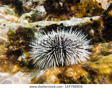 A sea Urchin underwater. Taken in the Caribbean sea off the coast of Curacao.