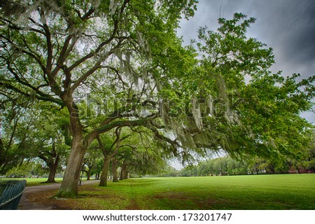 Savannah Georgia's, many parks are filled with huge Southern Live Oaks covered with Spanish Moss. Beautiful after a rain.