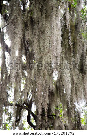 The famous spanish moss hanging on the oaks of Savannah\'s lovely squares. Savannah, Georgia