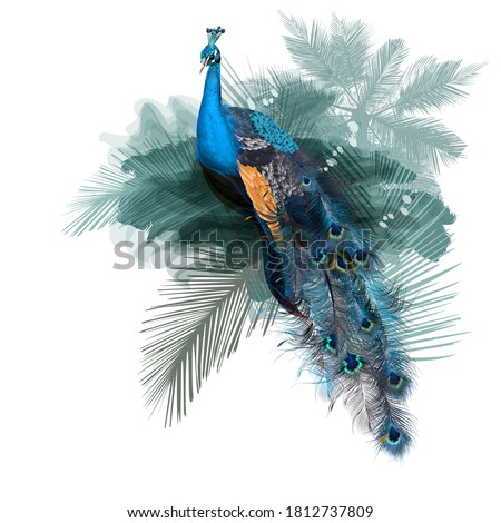 Illustration with vector realistic peacock bird on palm jungle background