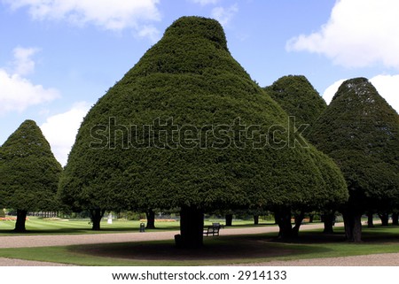 Nice pattern of the trees trimmed to be the cone-shaped