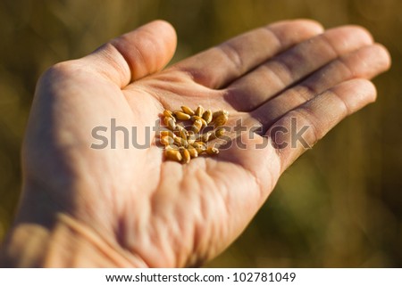 Wheat seeds heap in the left hand