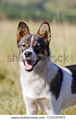 Young white and black dog breathes with open mouth in the field