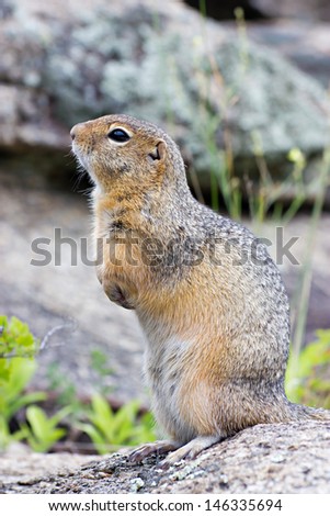 Ground squirell sitting on the rock by summer