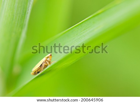 Yellow insect on green grass by summer day