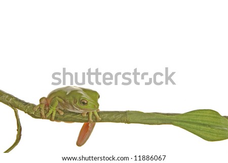 A green tree frog climbing down a branch on white