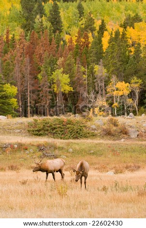 Two wild elk standing in a fall field