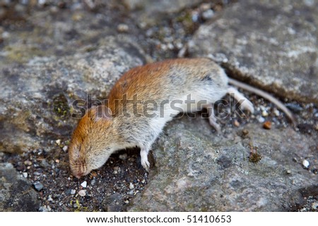 Brown rat lying dead on the streets