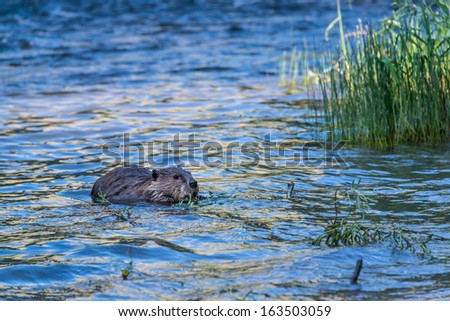 A North American mountain beaver eats grass in the blackfoot river in Montana.