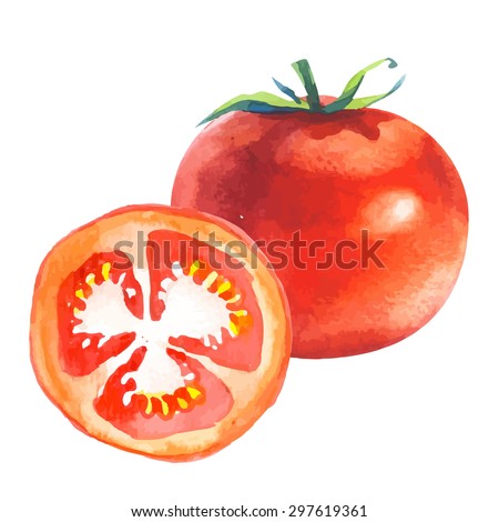 Red tomatoes. Vector illustration with vegetable. Provencal style. Recent watercolor paintings of organic food.