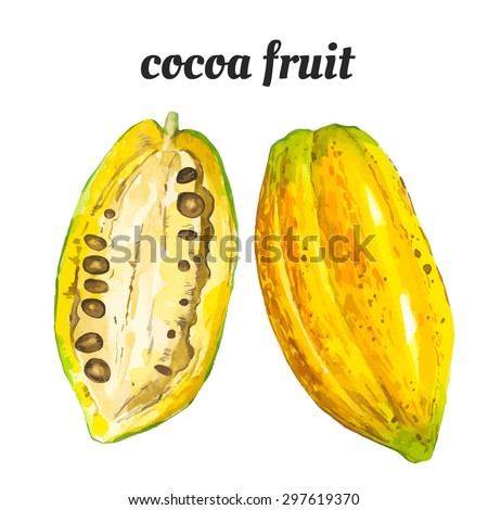 Cocoa fruit. Vector illustration with watercolor plant. Watercolor picture of a painting technique. Fresh organic food. 
