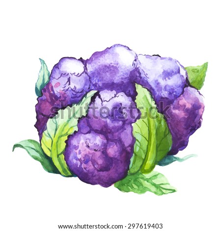 Purple cauliflower. Vector illustration with watercolor vegetable. Watercolor picture of a painting technique. Fresh organic food. 