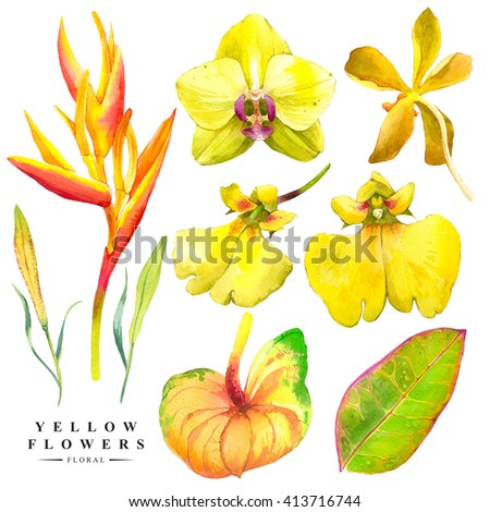 Botanical illustration with realistic tropical flowers and leaves. Watercolor collection of orchid, anthurium, strelitzia. Handmade painting on a white background.