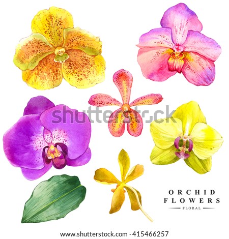 Botanical illustration with realistic tropical flowers and leaves. Watercolor collection of orchid handmade painting on a white background. 