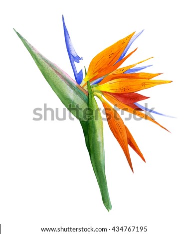 Watercolor illustration with realistic branch of strelitzia. Bird of paradise flower painted in watercolor. Botanical illustration.