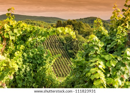 Sunset in a vineyard in Hessen Germany