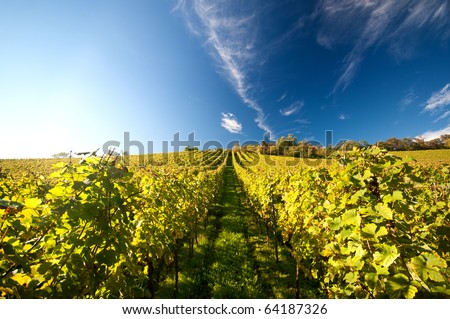 Vineyard in Germany Stockfoto © 