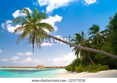 beautiful tropical beach with coconut palm tree reaching over the turquoise ocean