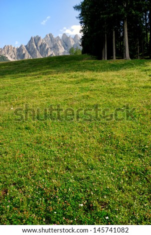 Lawn with pine forest in the Alps