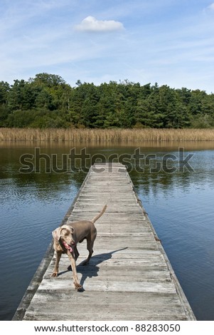a dog on a dock on the lake surrounded by reed and the forest, the sky is blue there is a cloud, it\'s summer, it\'s the holidays, the dog was swimming  forest near France