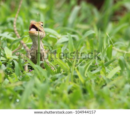 Oriental Garden Lizard on the grass opening mouth