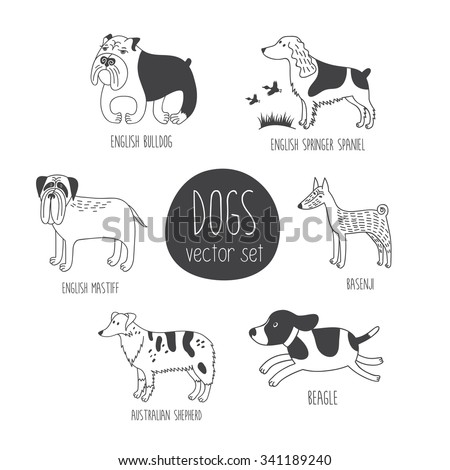 Vector set with cute cartoon dos of different breeds: English Buldog, English Sprinter Spaniel, English Mastiff, Basenji, Australian Shepherd, Beagle.