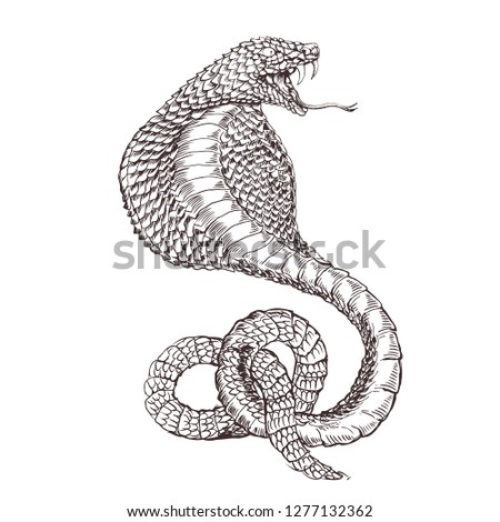 Cobra Drawing | Free download on ClipArtMag