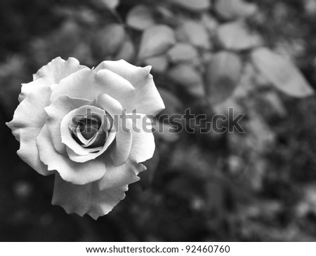 One beauty rose on black and white
