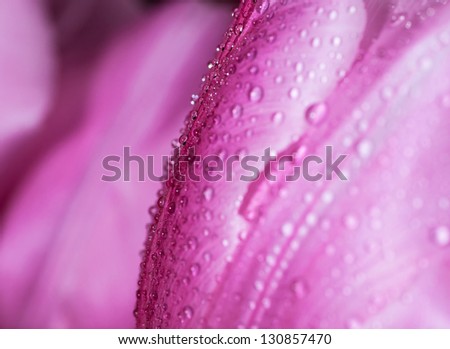 Water drop on pink petals tulip's, super macro shot with shallow depth of field. Selective focus.