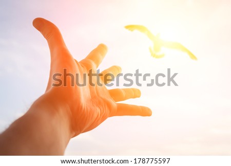 Similar – Image, Stock Photo Seagull in focus