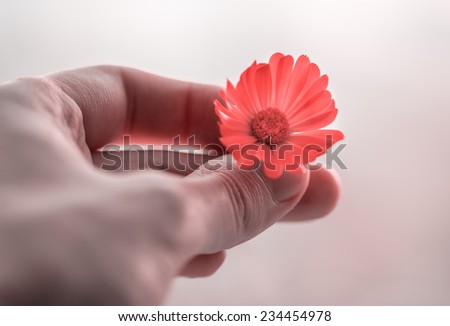 Calendula flower holding in hand. Color toned image. Selective focus with shallow depth of field.