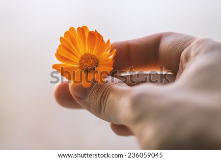 Calendula flower holding in hand. Color toned image.