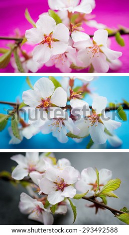 Collection of horizontal banners - cherry blossoms.