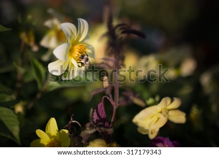 Bumble bee feeds on Cosmos flower. Selective focus with super shallow depth of field.