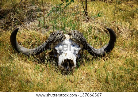 Skull of Cape buffalo in the savannah