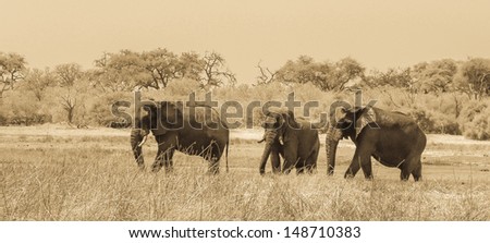 Three thirsty elephants after a swim and a drink in hot Botswana. copy space