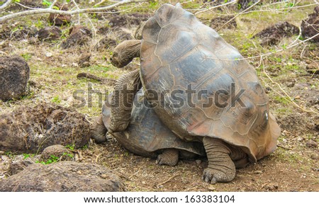 Land tortoise fertilization process on San Cristobal Island, Galapagos, Ecuador