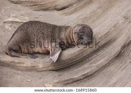 Sand covered baby Sea lion sleeping in a curved volcanic deposit on James Island,  Galapagos, Ecuador.