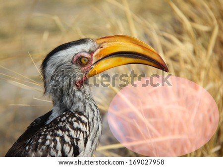 Yellow billed hornbill in zimbabwe. copy space. animal  template.