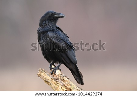 Image, Stock Photo crow sitting on a power line. bird looking to river early morning, wire line and bird silhouette, golden sunrise