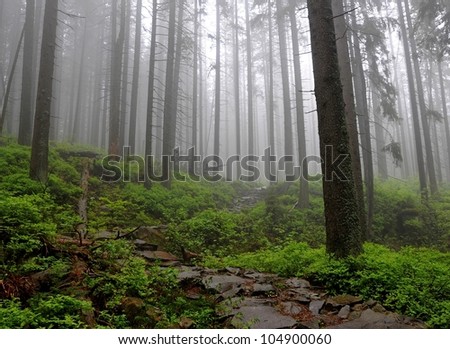 Magic forest. Babiogorski National Park. Poland. Tatry mountains.