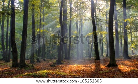 Magic forest in central Poland