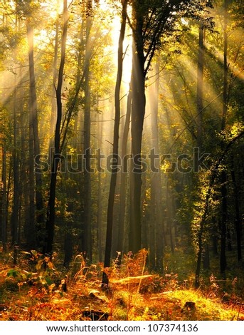 forest with the last of the sun shining through the trees. Poland