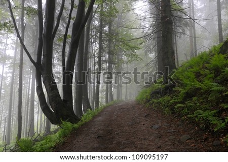 Magic forest. Babiogorski National Park. Poland. Tatry mountains.
