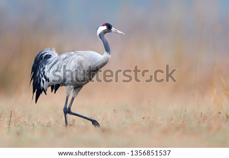 Similar – Foto Bild Gemeiner Kranich (Grus grus). Naturschutzgebiet der Lagune von Gallocanta. Aragonien. Spanien.