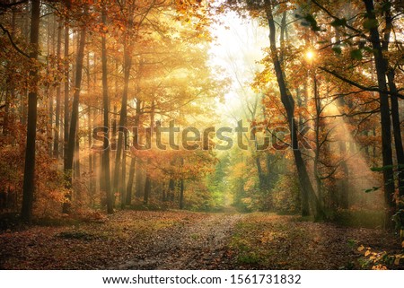 Similar – Image, Stock Photo Light falls through the foliage