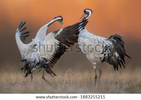 Similar – Foto Bild Gemeiner Kranich (Grus grus). Naturschutzgebiet der Lagune von Gallocanta. Aragonien. Spanien.