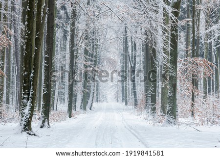 Similar – Image, Stock Photo Forest path in winter with mud and large puddles in which the trees are reflected