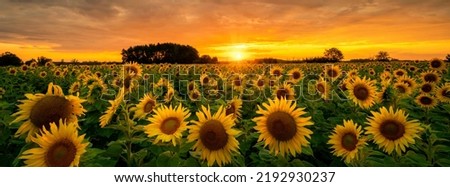 Similar – Image, Stock Photo Sunflower field at sunset