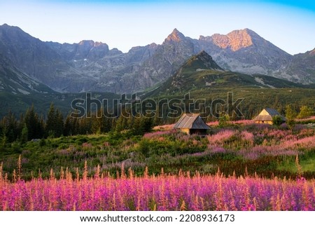 Beautiful summer morning in the mountains - Hala Gasienicowa in Poland - Tatras Stok fotoğraf © 